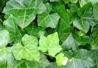 Thorndale English Ivy 8 Plants   Hardy Groundcover  