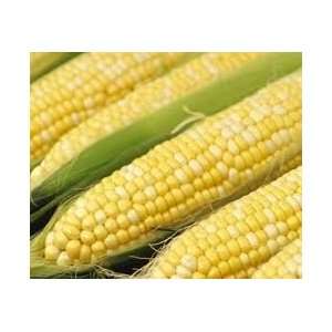  Freeze Dried Food By Alpineaire   Sweet Corn #10 Can 