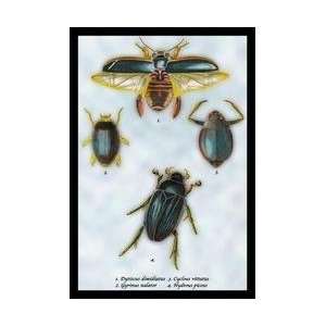   Dimidiatus Gyrinus Nalator et al #1 24x36 Giclee