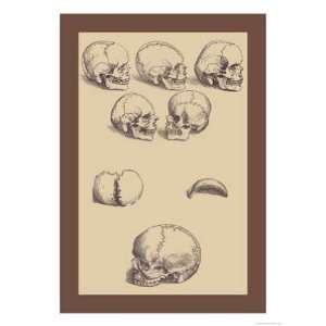  Skulls Andreas Vesalius. 12.00 inches by 18.00 inches 
