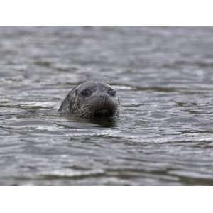 Common (Harbour) Seal, Phoca Vitulina, Wester Ross, Scotland, United 