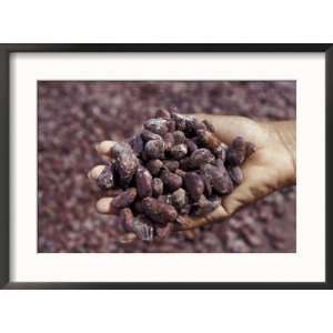 Handful of Nutmeg, St. George, Grenada, Caribbean Framed Photographic 