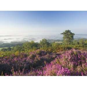Heather on Misty Summer Morning, View from Leith Hill, North Downs 