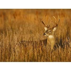  White Tailed Deer in Grassland, Texas, USA Photographic 