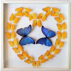  Real Framed Butterfly Heart Gift with Mounted Blue Morpho 