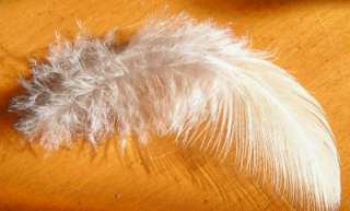 Feathers Cream Gold Cruelty Free 2 6 Peacock Hair Extension Accessory 