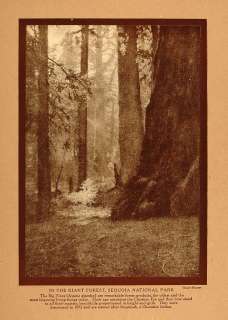 1911 Print California Giant Forest Sequoia Trees Park   ORIGINAL 