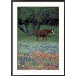 com Texas Paintbrush and Bluebonnets, East of Lytle Horse, Texas, USA 
