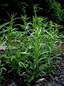 Russian Tarragon Herb  25 seeds  