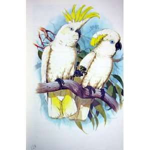    World Parrots 1973 Sulphur Crest Blue Eyed Cockatoo