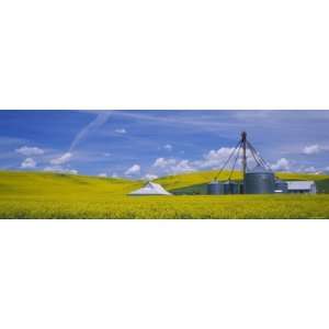  Shed in a Mustard Field, Colfax, Washington, USA 