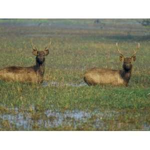  Indian Sambar Deers in Pond, Keoladeo Ghana National Park 