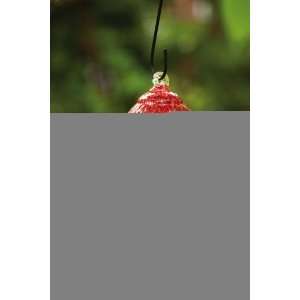  Red & Clear Glass Hummingbird Feeder Patio, Lawn & Garden