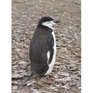  Chinstrap Penguin, Hannah Point, Livingstone Island, South 