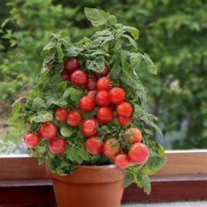  30 HEIRLOOM Large Red Cherry Tomato SEEDS 