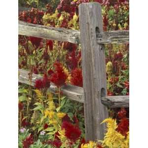  Rail Fence and Flowers, Pigeon Force, Tennessee, USA 