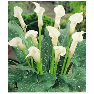  Calla Lily   Albomaculata (White) 5 bulbs Patio, Lawn 