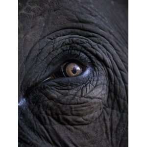  Elephant in Bandavgarh National Park, India Stretched 