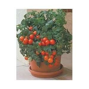  Tomato Patio   Hybrid Great Garden Vegetable 50 Seeds 