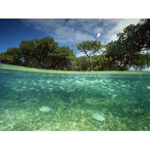  Aquatic Split Level View with Fish and Mangroves 