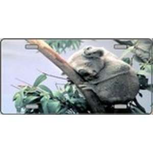 Baby Koala Bear   Full Color Photography License Plates Plate Plates 