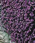 Perennial RAINBOW ROCK CRESS 50+ Seeds   Tiny Lavender