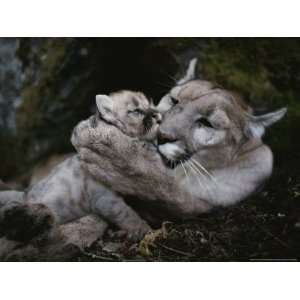 Concolor, Grooms a Two Week Old Kitten National Geographic Collection 