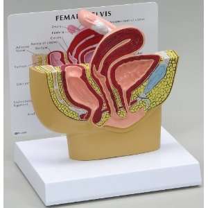 Female Pelvis Anatomical Model Professional  Industrial 