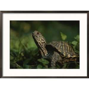  An Ornate Box Turtle Surveys the Surrounding Landscape 