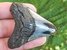 2b megalodon fossil shark tooth teeth 100 % whale hunting