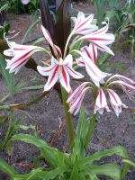 Crinum Lily, Scabrum Fireworks , small size  