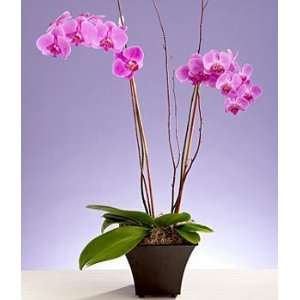Potted Double Stem Purple Orchid  Grocery & Gourmet Food