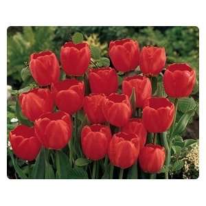 14 Darwin Hybrid Red Impression Tulip Flower Bulbs  