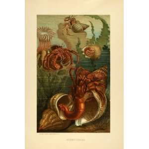  Tipped In Chromolithograph Hermit Crabs Decapod Crustaceans Shells 