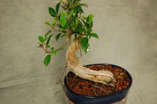 Twisted trunk, Aerial Roots Ficus Bonsai Tree. Easy to Grow Indoors 