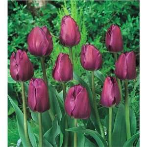  Tulips, Queen of Night (15 bulbs) Patio, Lawn & Garden